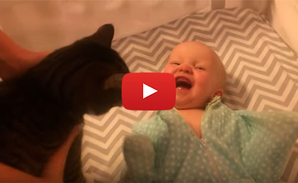 Baby Meets Cat
