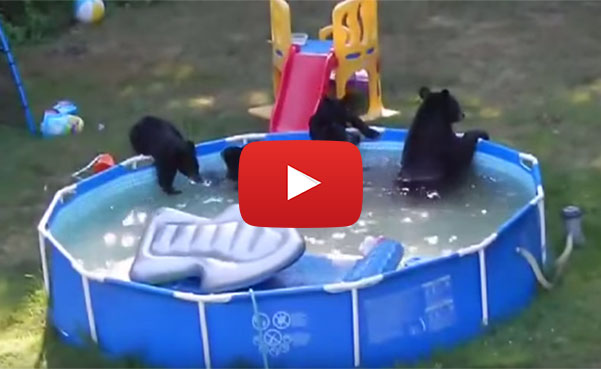 Bears in the pool
