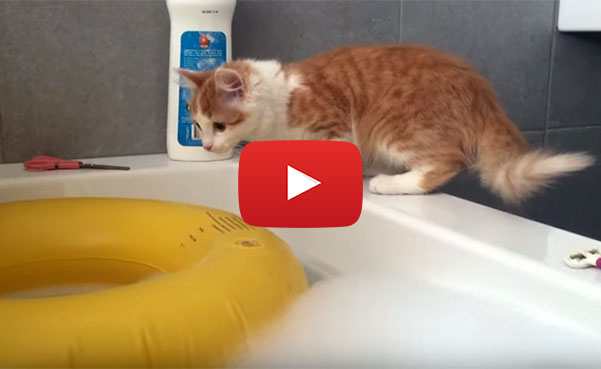 Cat In The Bathtub