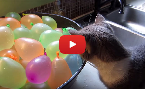 Kittens and Water Balloons