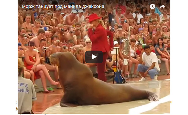 dancing walrus
