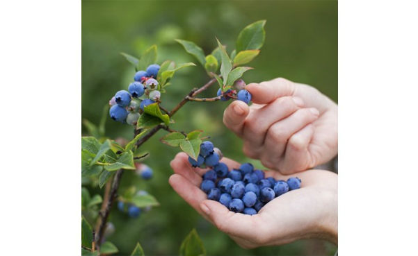 Grannys Giant Blueberry Plants by Gardening4Less