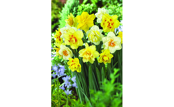 Burpee's 100 Days Daffodil, 25 Large Flower Bulbs