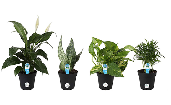 Costa Farms Clean Air House Plant Collection