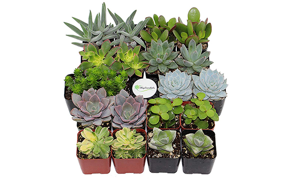 Shop Succulents Assorted (Collection of 20)