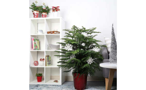 Costa Farms Live Indoor Christmas Tree