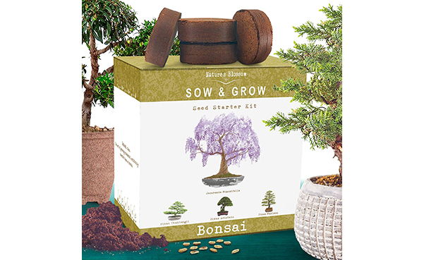 Nature's Blossom Bonsai Tree Kit